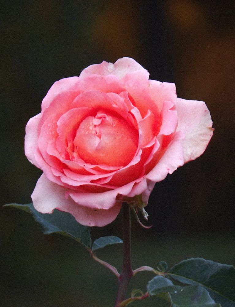 Photograph by Виктория Сергейко