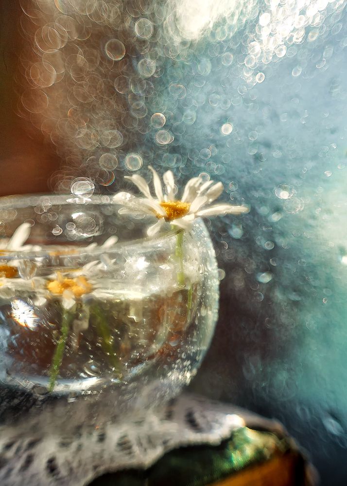 Ромашковое утро