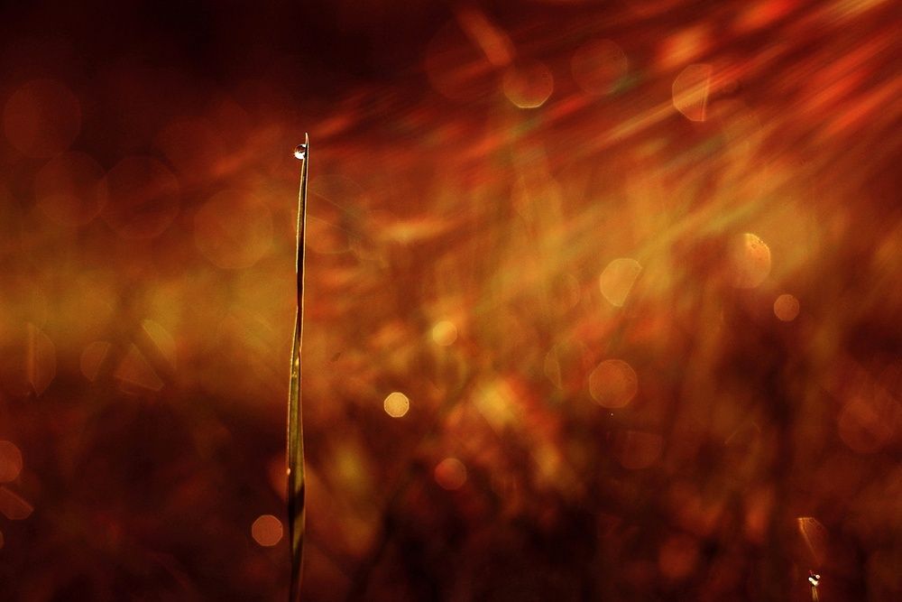 Photograph by Инна Карасева