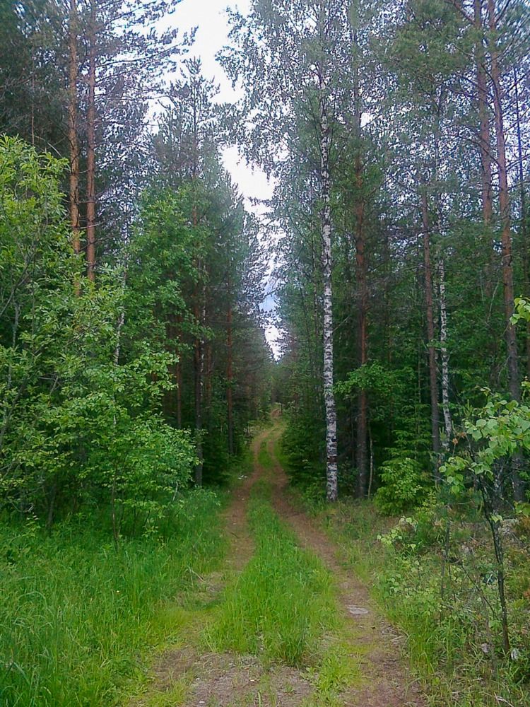 Лесная дорога