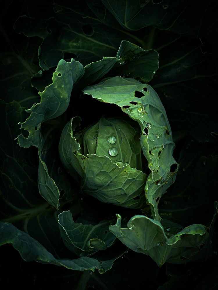 Photograph by Анна Пигулевская