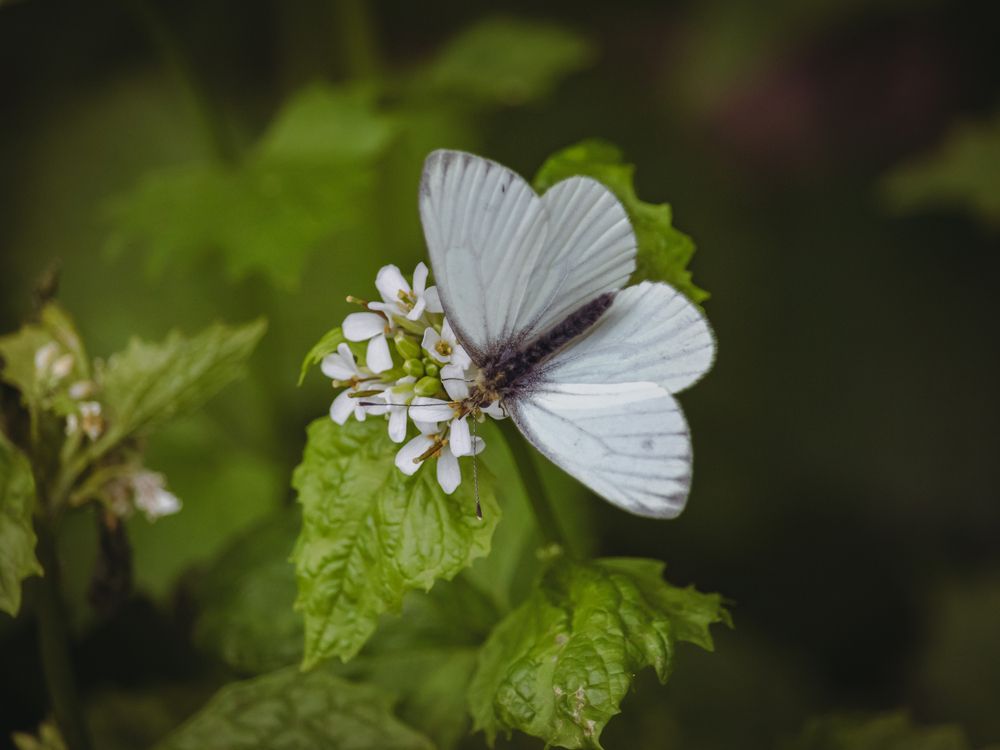 Photograph by Кабанов Игорь