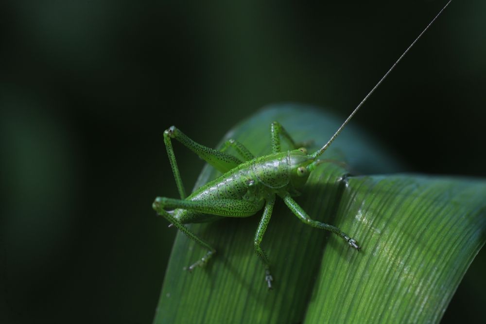 Кузнечик