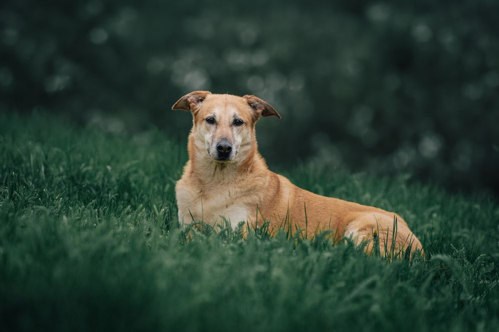 Photograph by Dina Damotseva