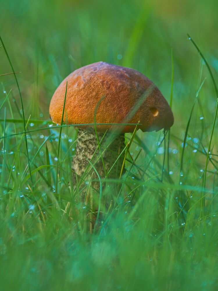 Photograph by Jaroslav Hanzalík