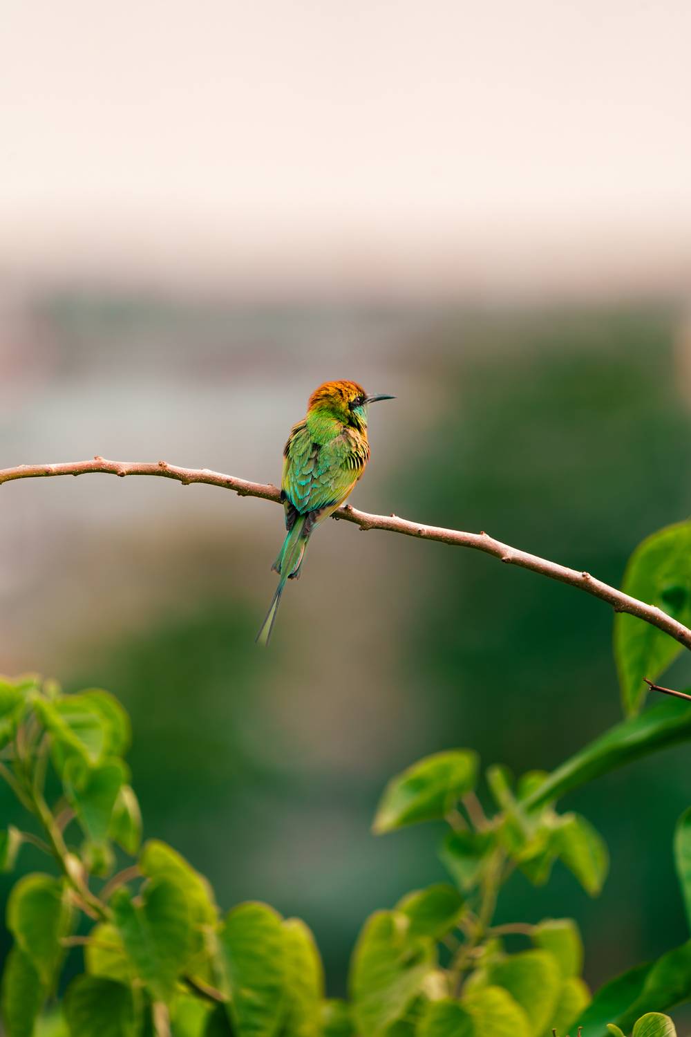 Emerald Perch