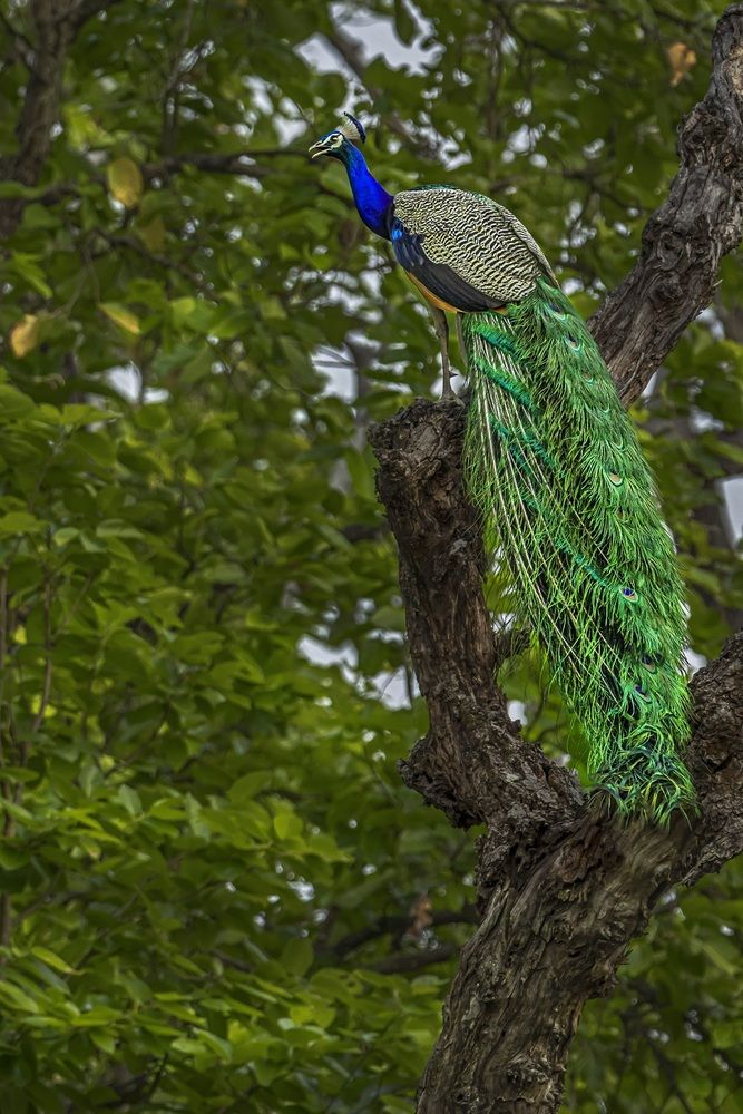 Photograph by Saumi Biswas