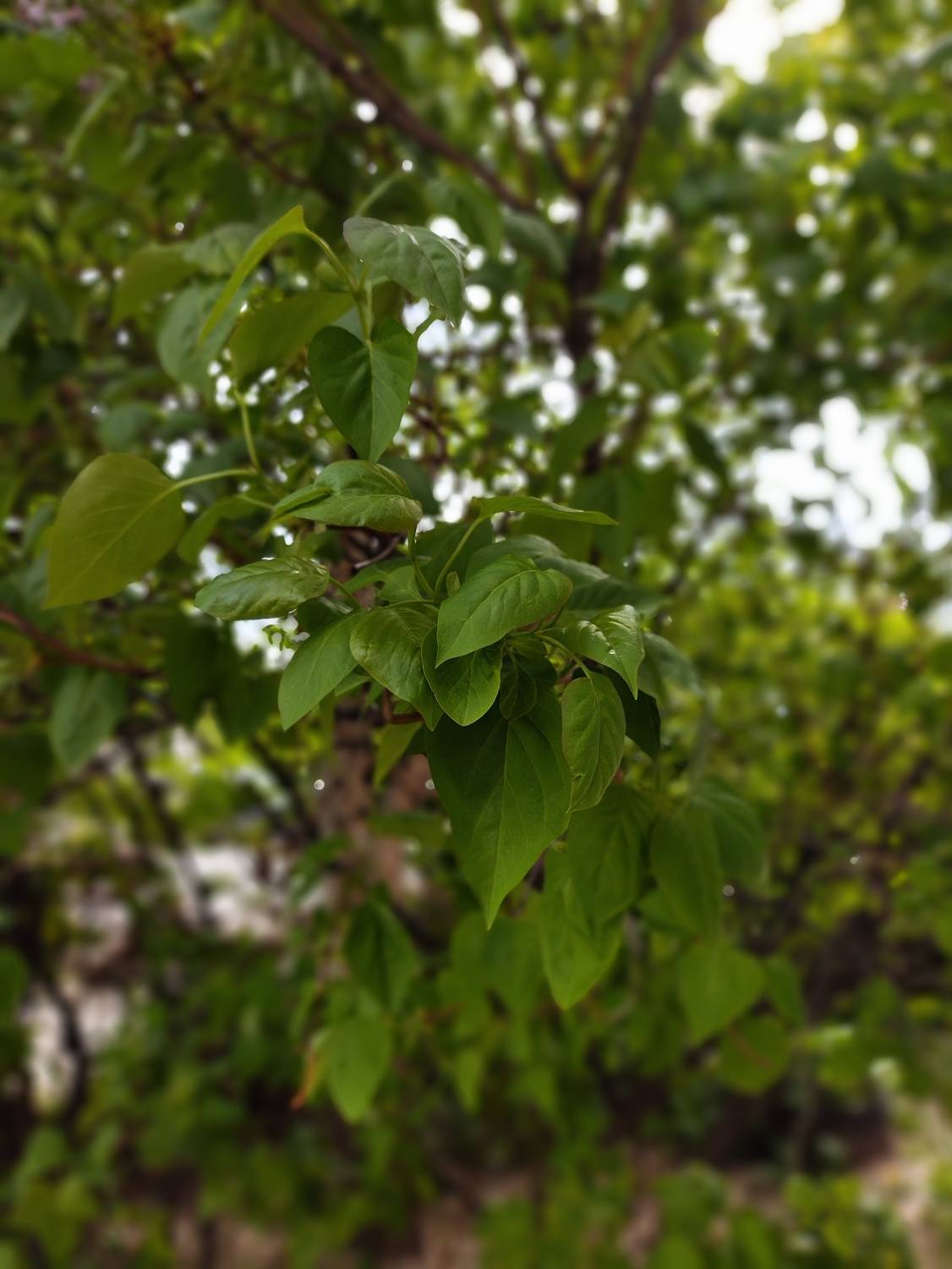 Photo #13589070