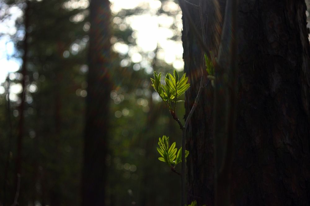 Photograph by Екатерина Солохина