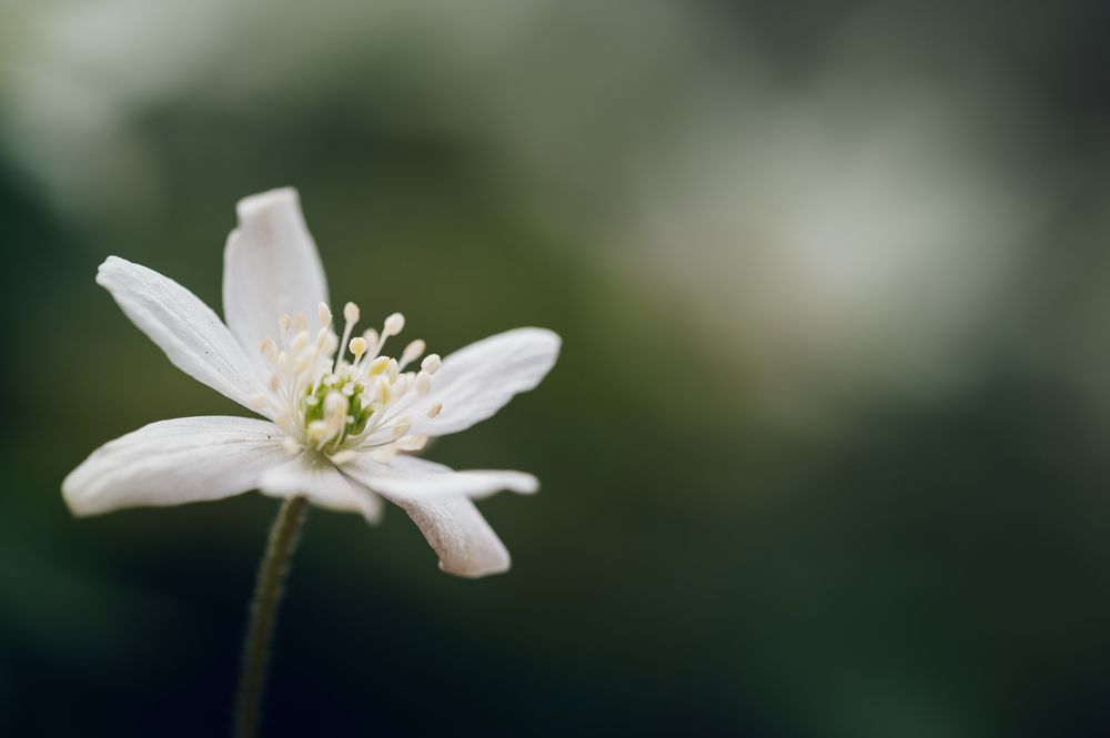 Photograph by Оксана О.