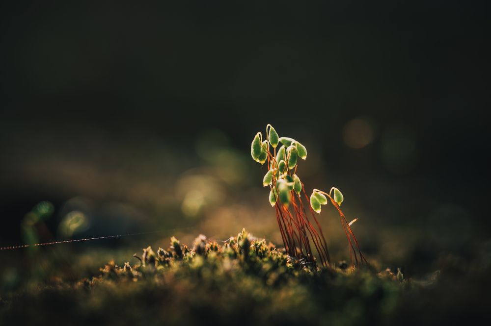 Photograph by Оксана О.