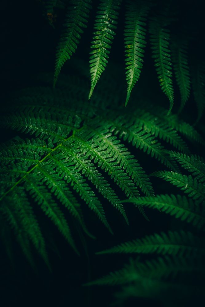 Photograph by Anton Ry