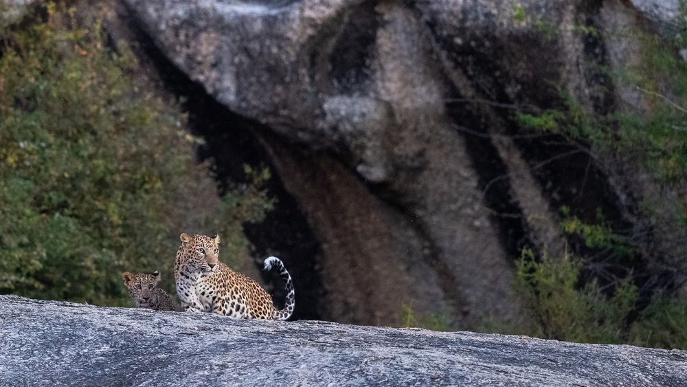 Story of Curious Cub