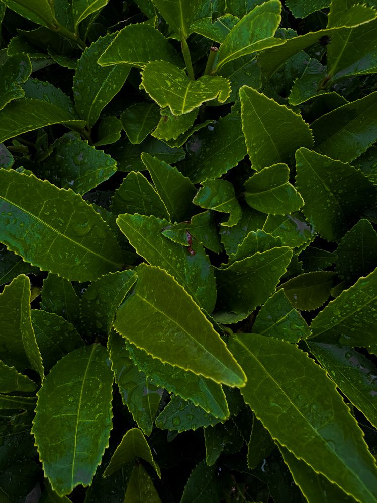 Photograph by Екатерина Анпилова