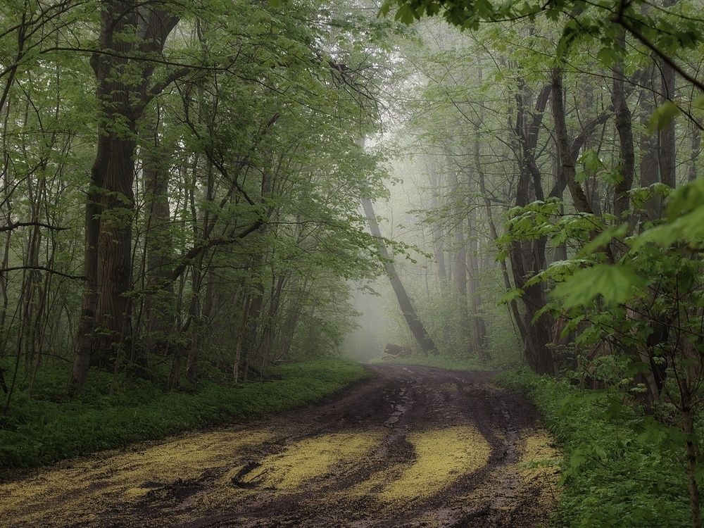 Photograph by Кондрашова Светлана