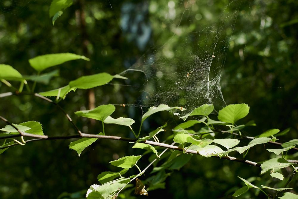 Photograph by Сергей Анисимов
