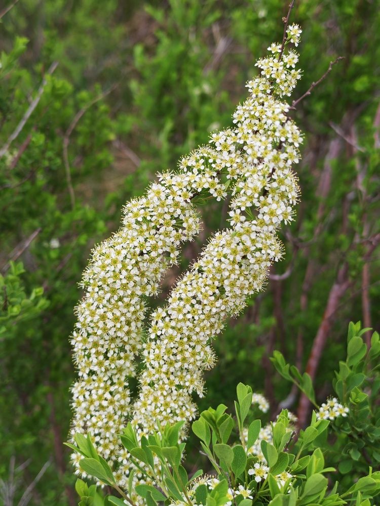 Photograph by Любовь Лунина