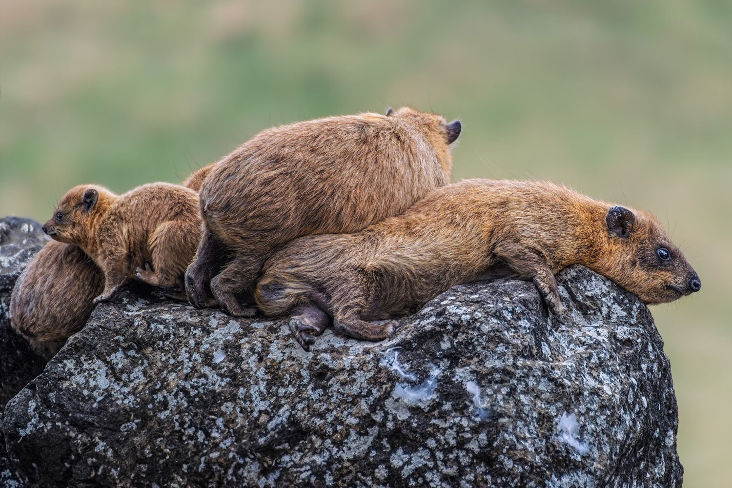 Photo #13589701