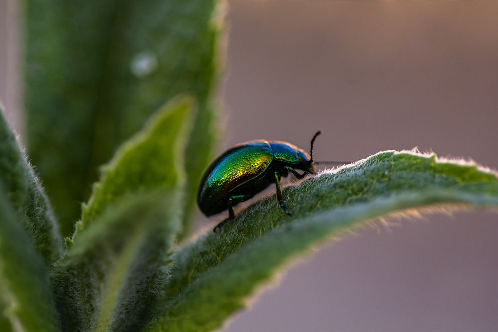 Photograph by Муза Латинская