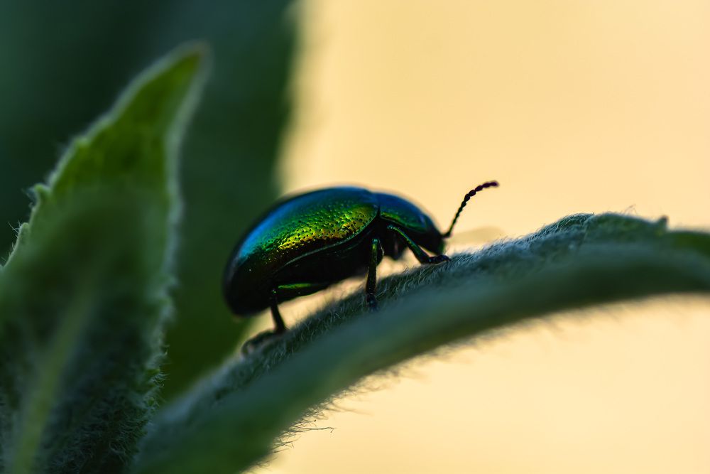 Photograph by Муза Латинская