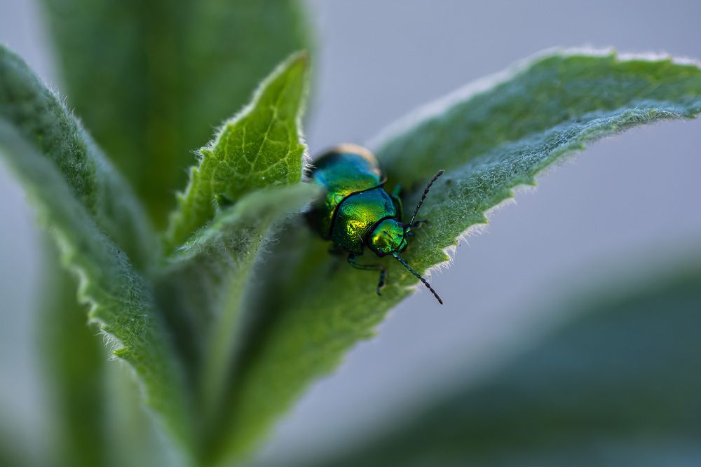 Photograph by Муза Латинская