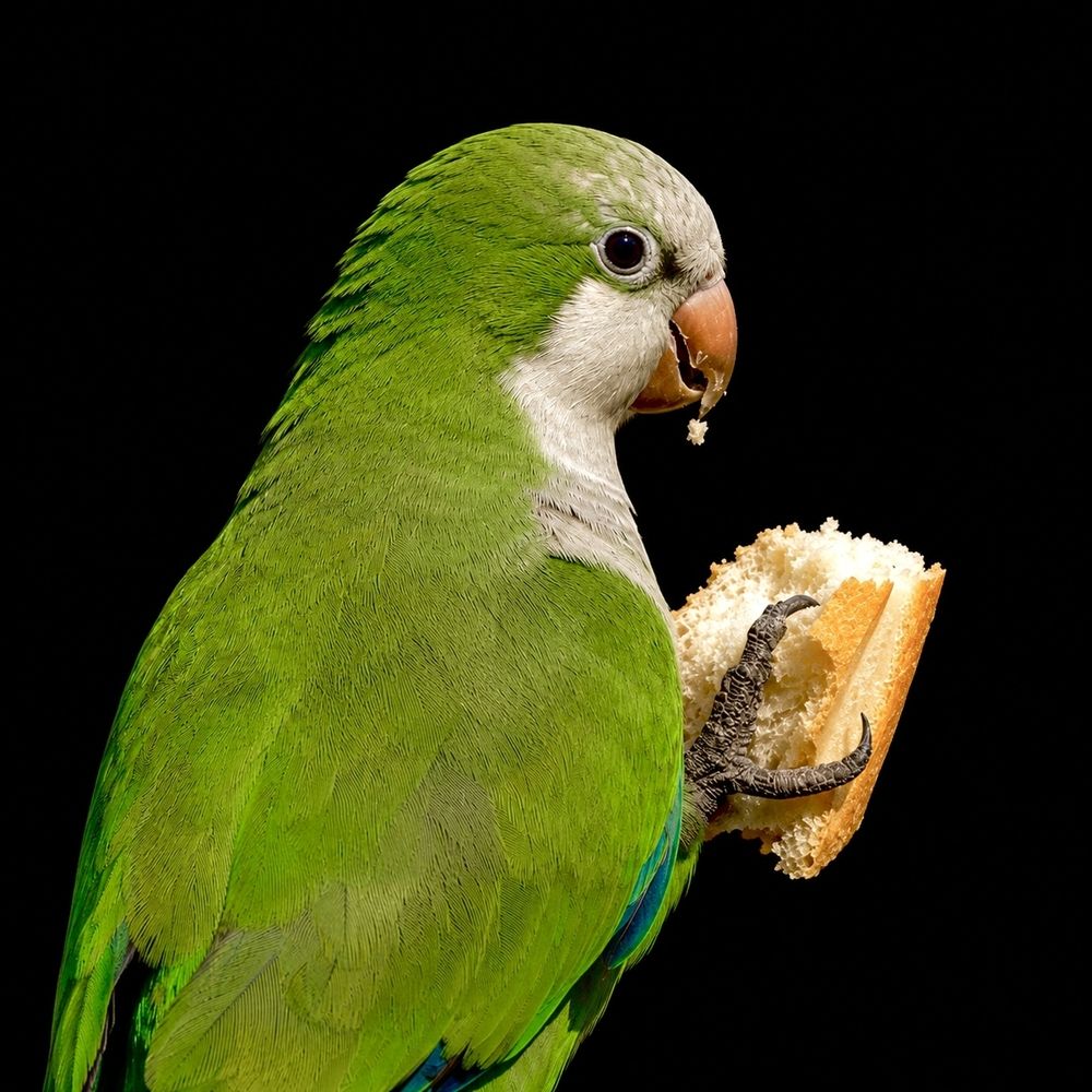 Mid-snack