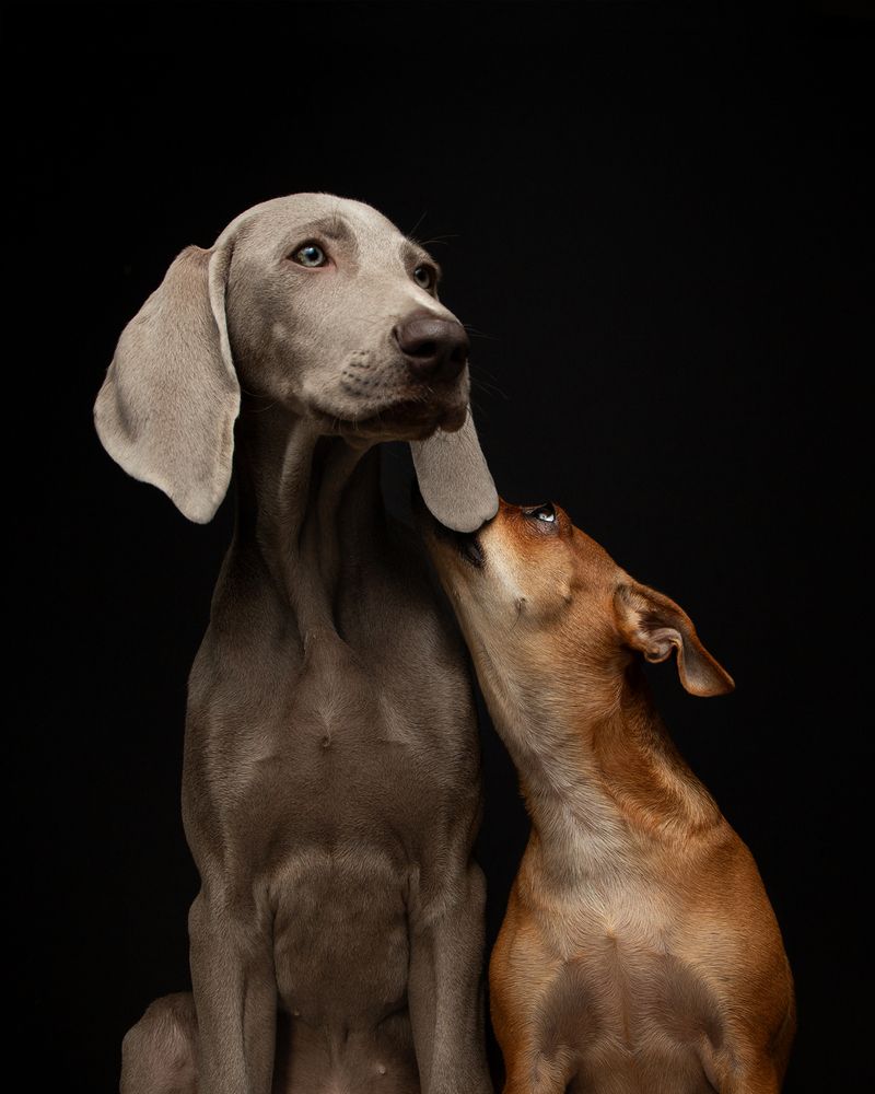 Whisper