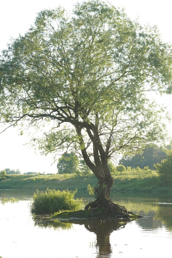 Photograph by Алфия Бугакова