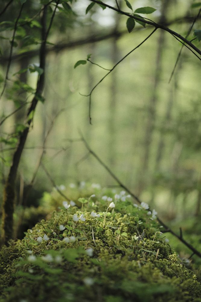 Photograph by Anastasia Vladimirovna