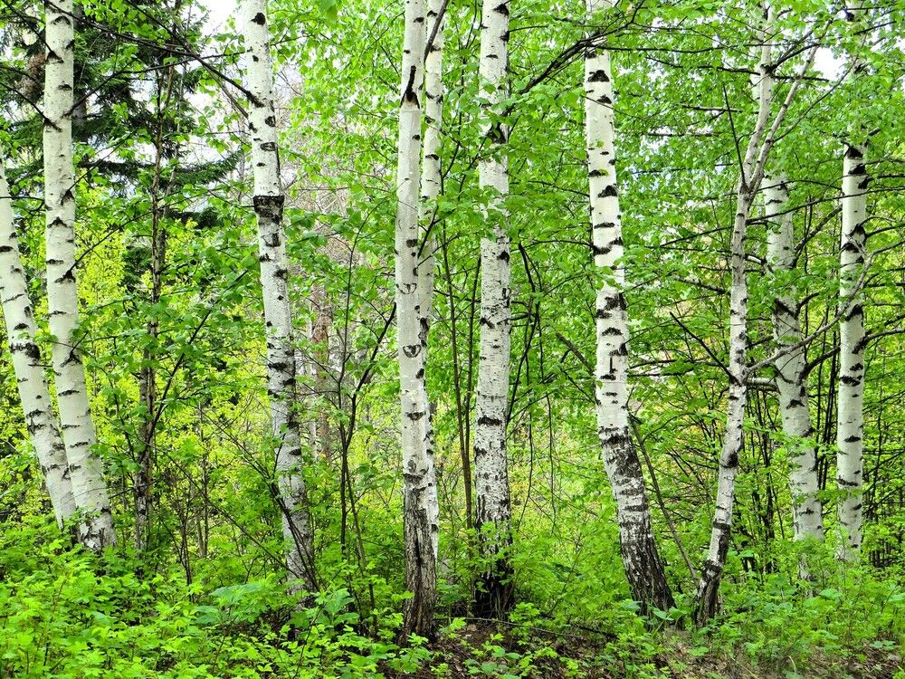 Березки