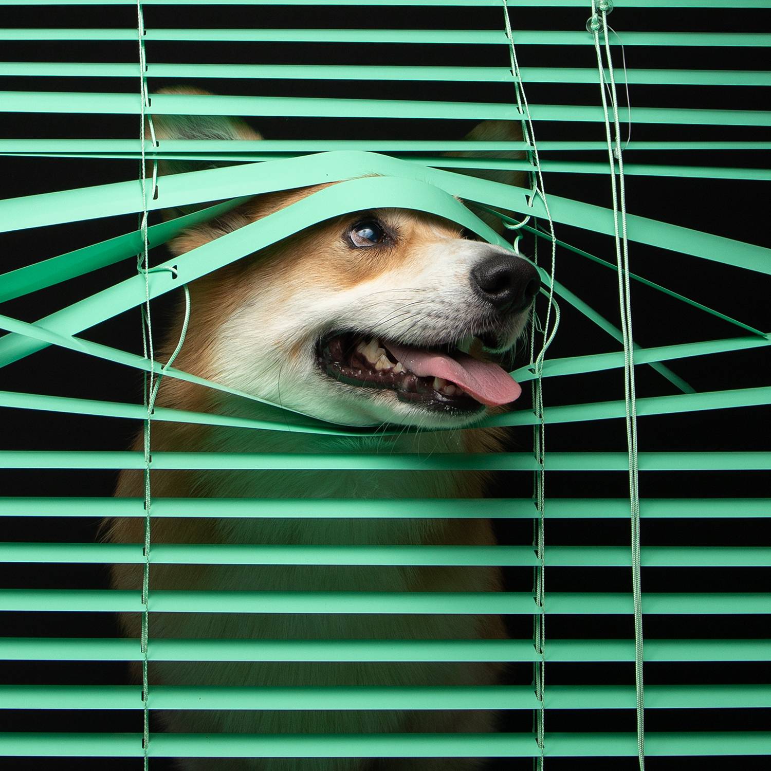 Green Peek-a-boo