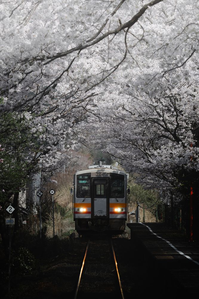 Sakura-Line