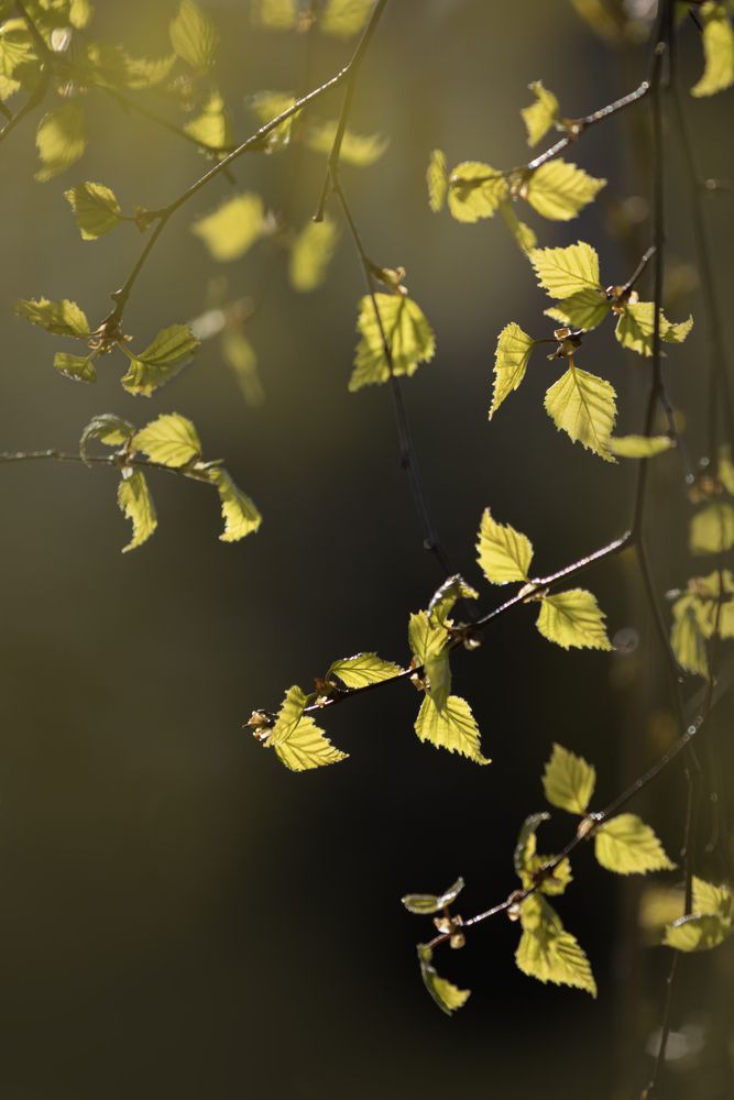 Photograph by Юлия Куликова