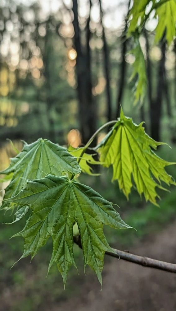 Photograph by Алла Узкая