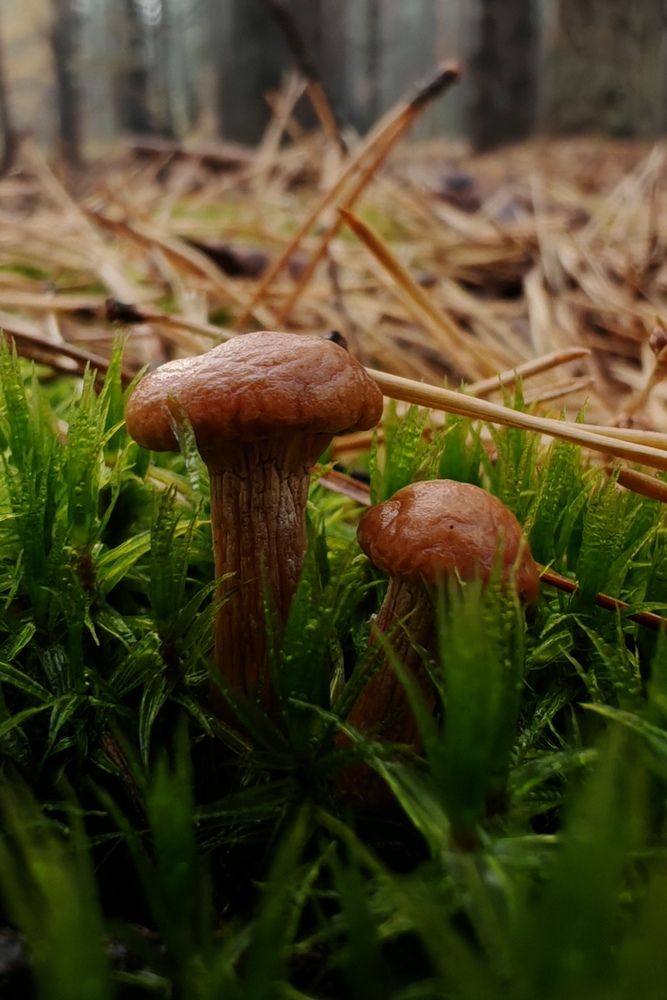 Photograph by Ольга Стебенева