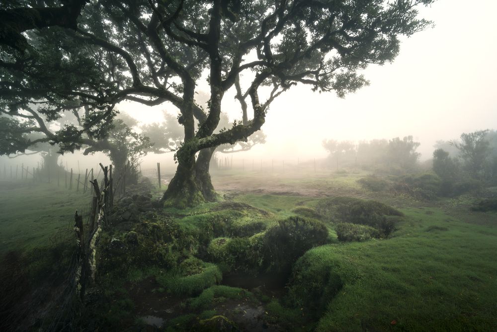 Foggy morning in the Fanal Forest, Madera.