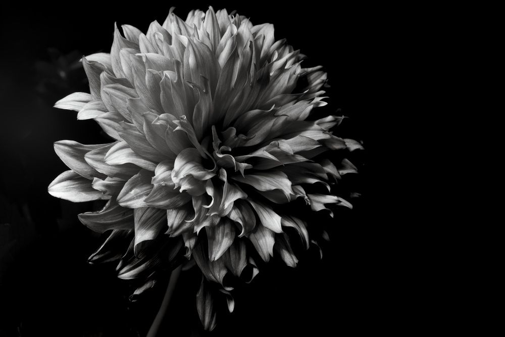Black and White Dahlia