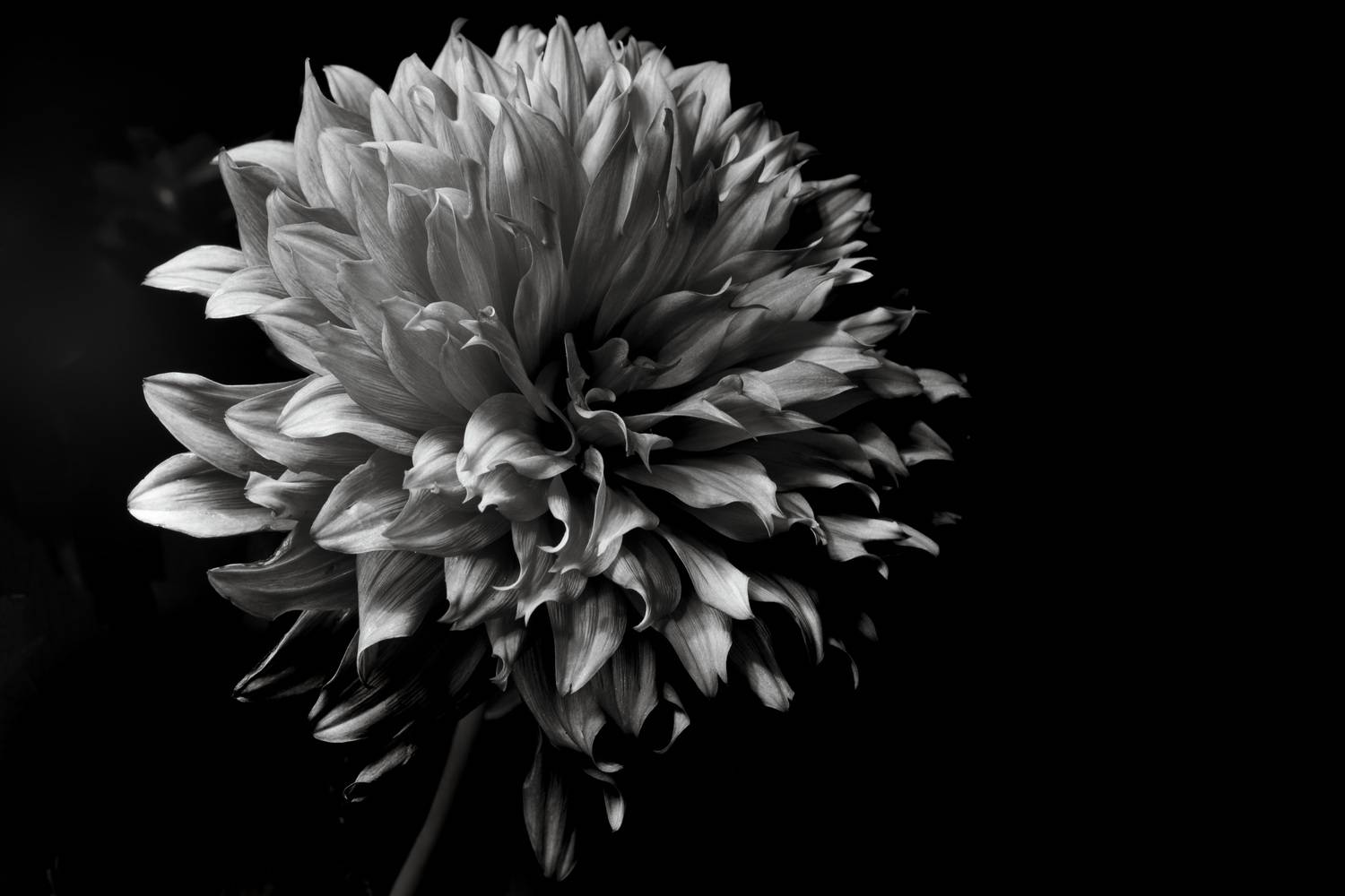Black and White Dahlia
