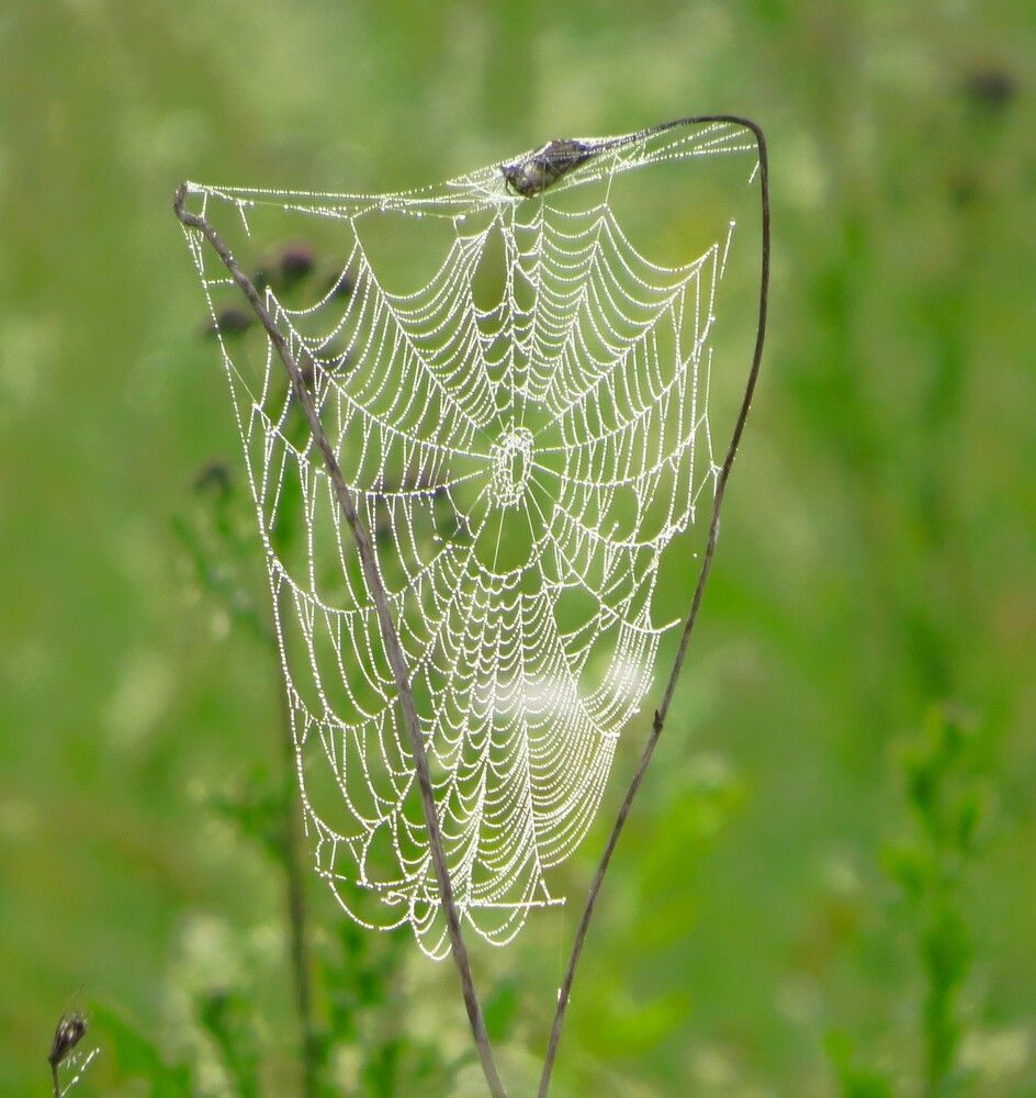 Photograph by Лариса Басова