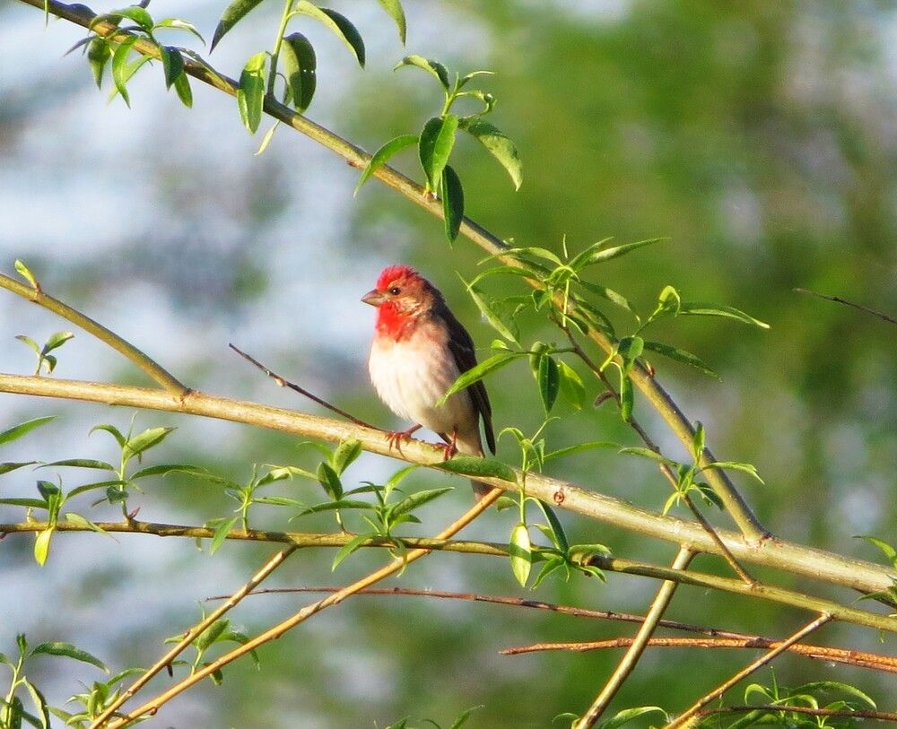 Photograph by Лариса Басова