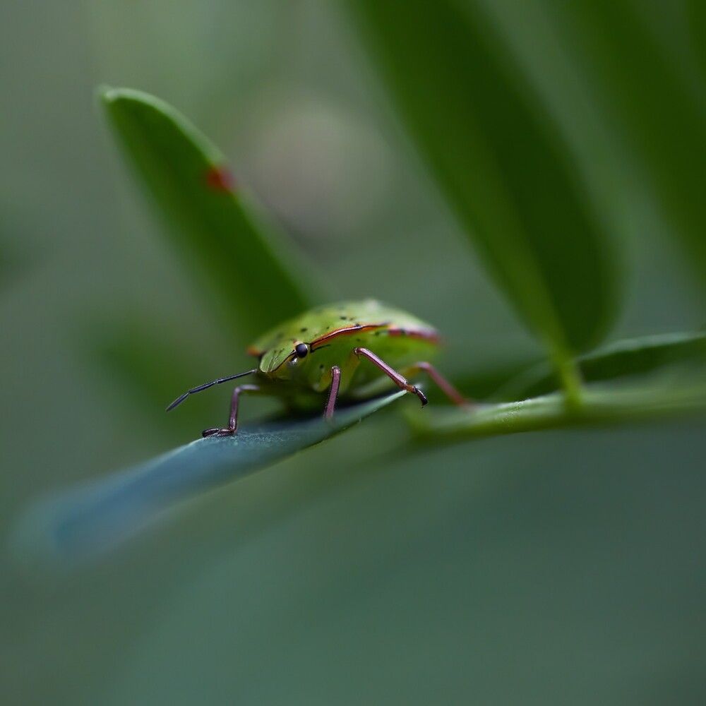 Photograph by Prometej