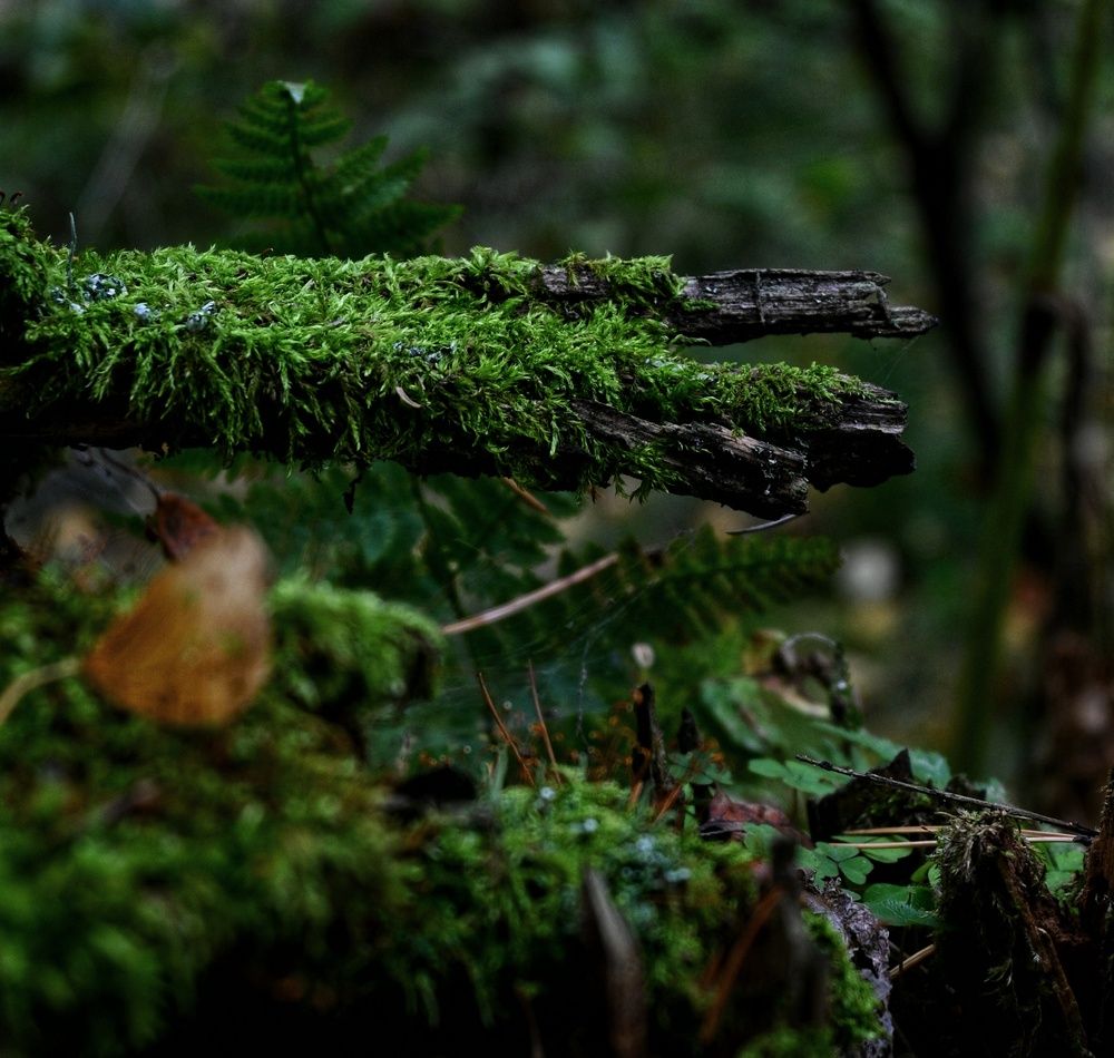 Photograph by Даниил Пузаков