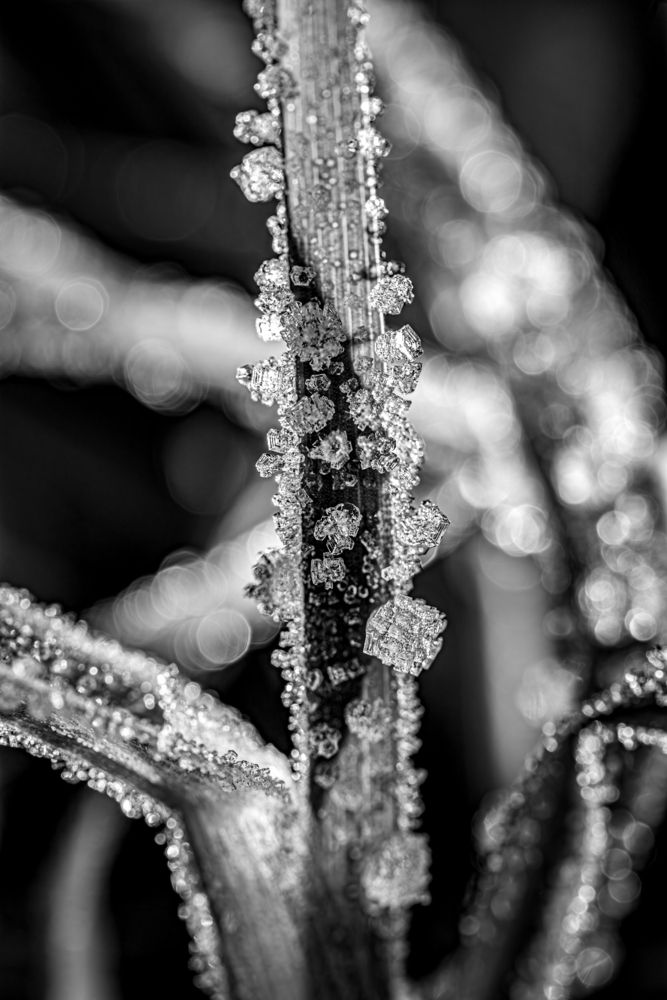 Frozen Geometry
