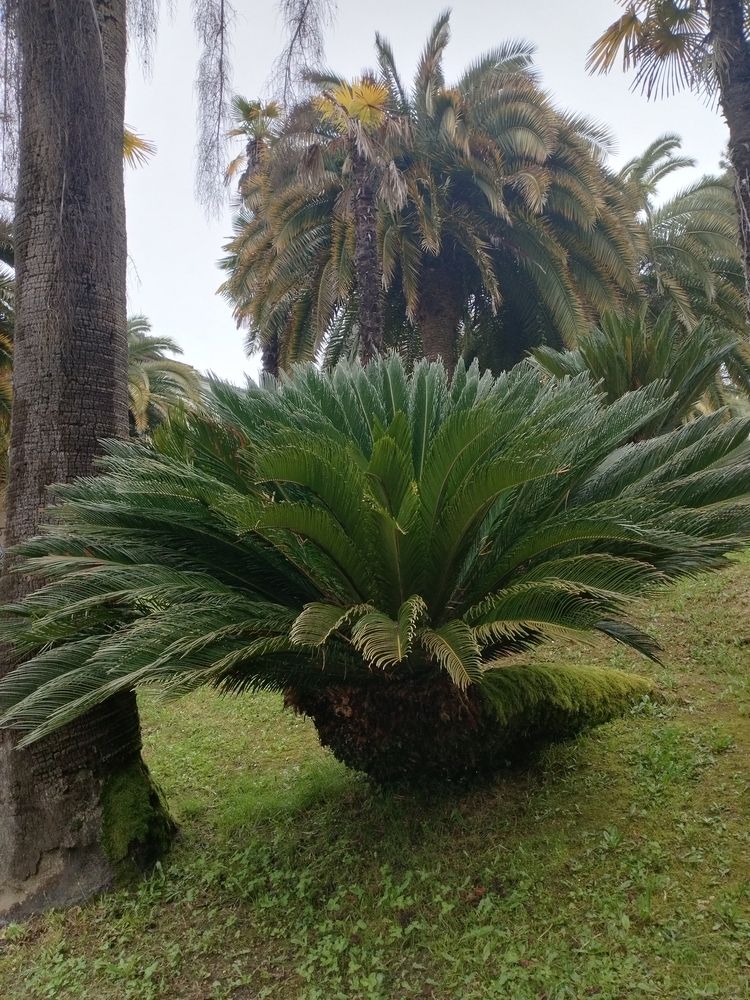 Photo #13591516