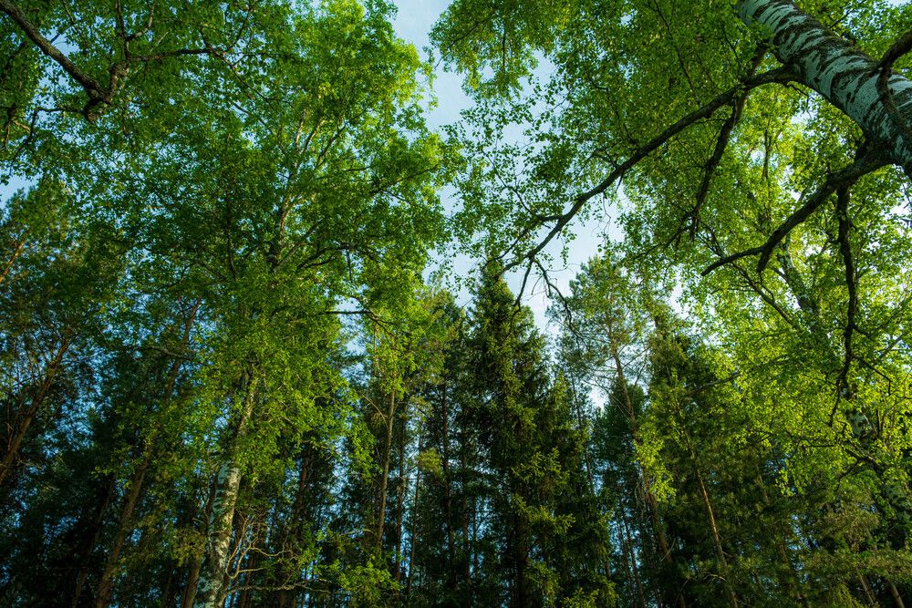 Photograph by Альберт Габбасов