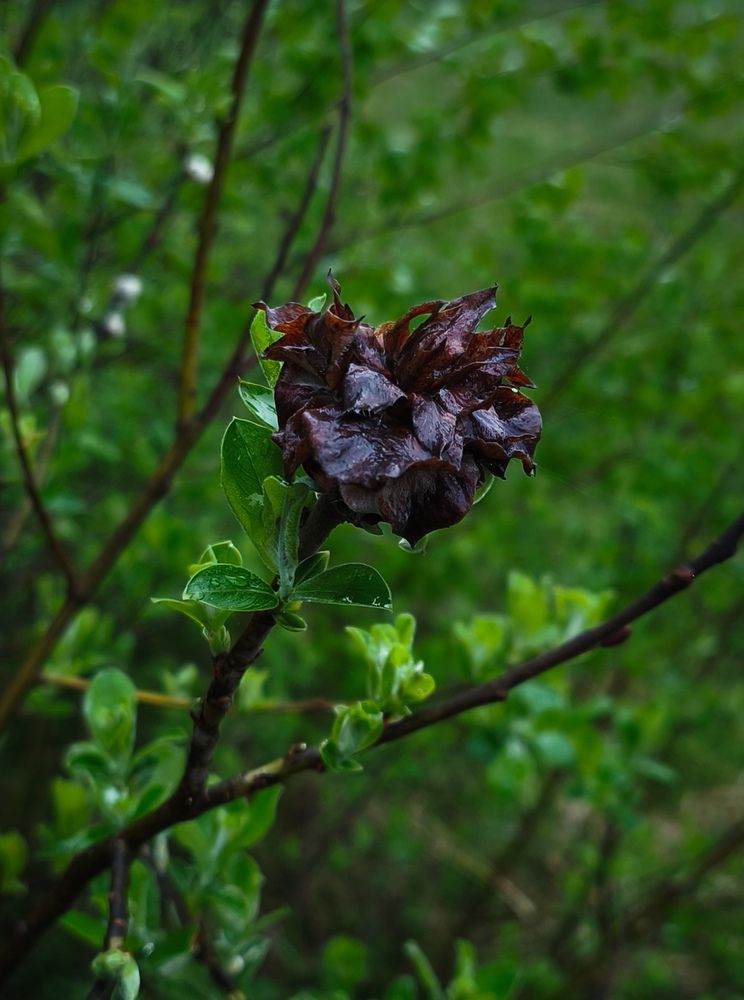 Photograph by Елена Попова