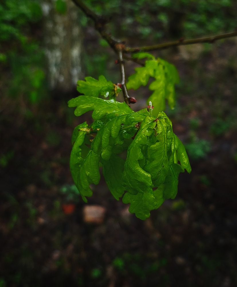Photograph by Елена Попова