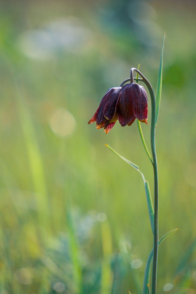 Photograph by Елена
