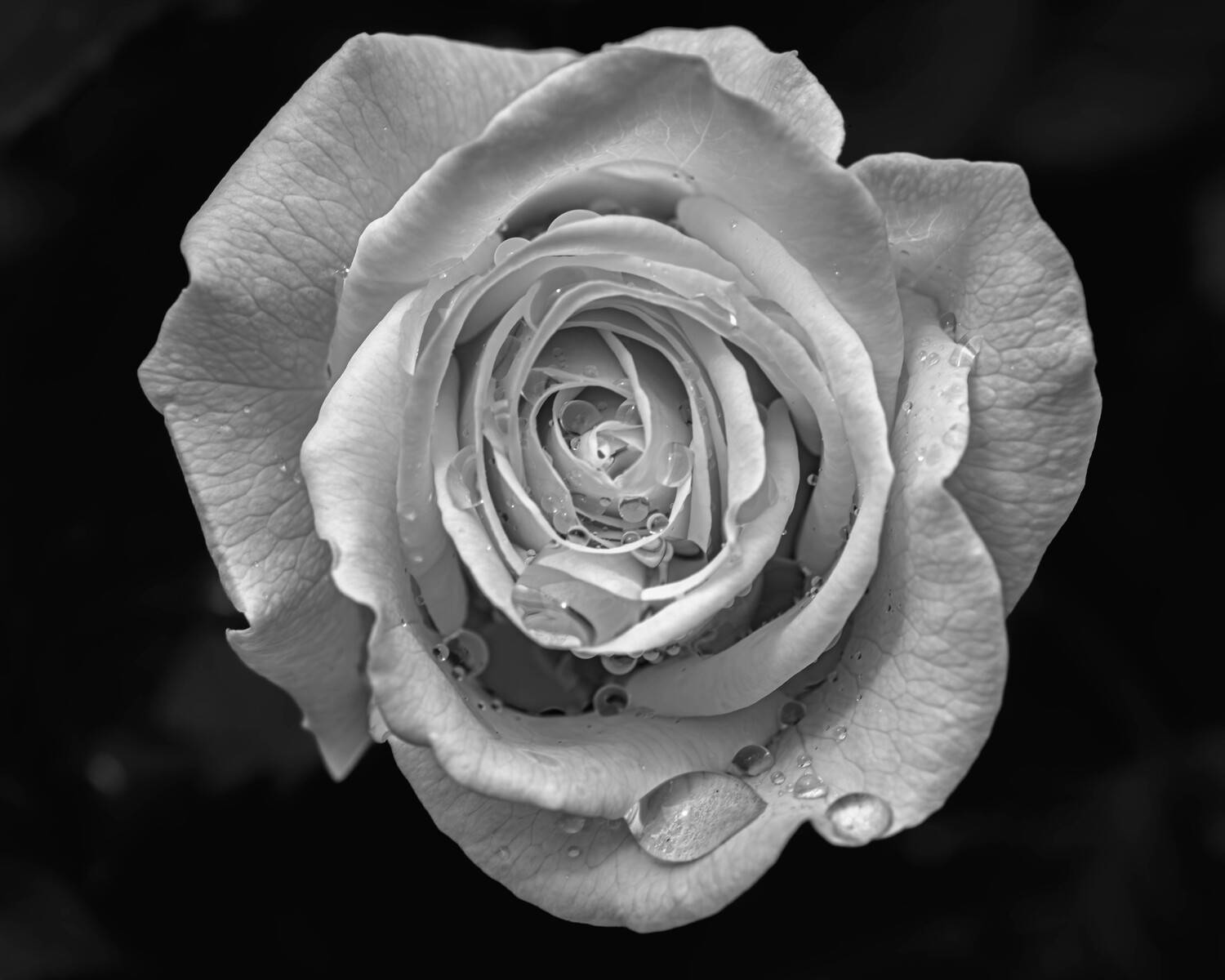 Tears of the White Rose of York