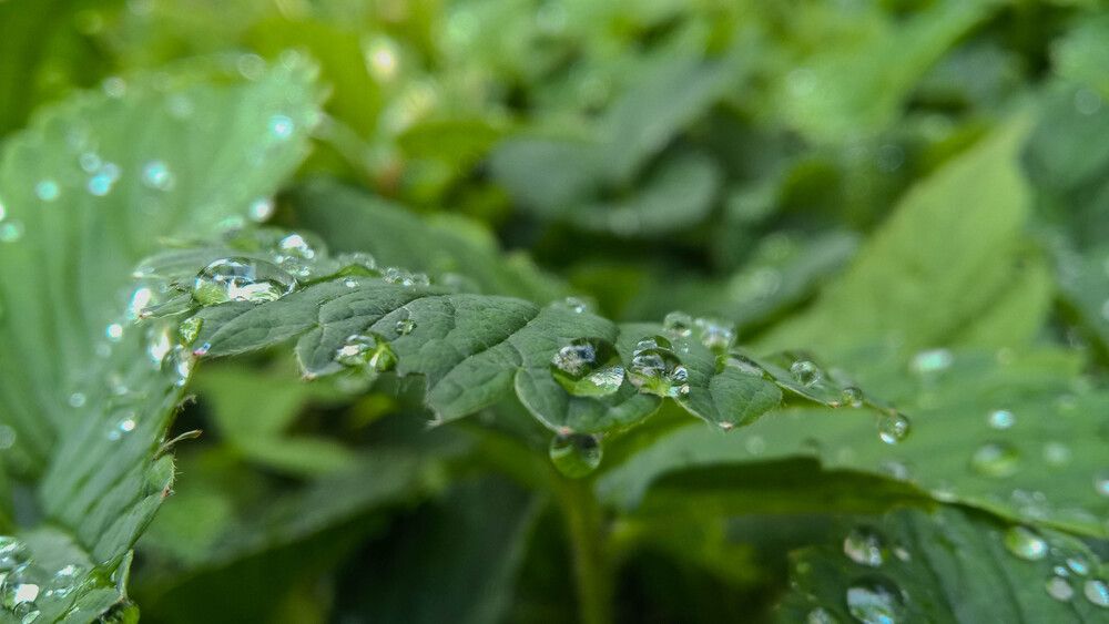 After rain
